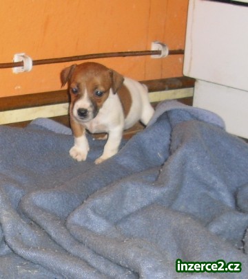 jack russel terier_2 89162_2.jpg