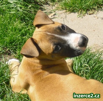 americký pitbullterier_2 89165_2.jpg