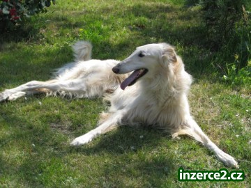 barzoj_2 91079_2.jpg