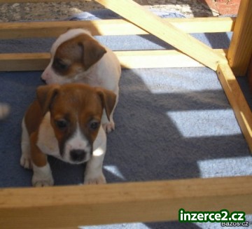 jack russel terier_1 92234_1.jpg
