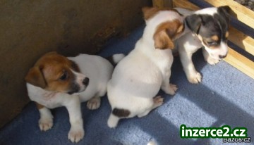 jack russel terier_2 92234_2.jpg