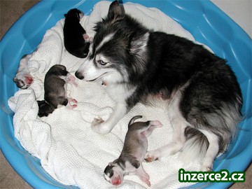 Rozkošný sibirský husky štenata pro prijetí_2 93223_2.jpg