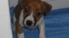 jack russel terier 93496_t.jpg