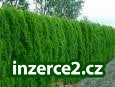 Thuja Smaragd 80-100cm vysoká_1 93787_1.jpg