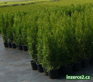 Thuja Smaragd 80-100cm vysoká_2 93787_2.jpg