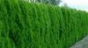 Thuja Smaragd 80-100cm vysoká 93787_t.jpg