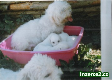 Coton de Tulear_1 94616_1.jpg