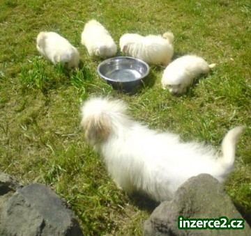 Coton de Tulear_2 94616_2.jpg