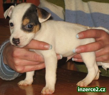 jack russel terier_1 95080_1.jpg