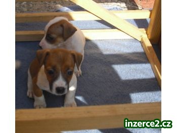 jack russel terier_2 95080_2.jpg