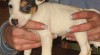 jack russel terier 95080_t.jpg