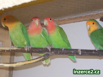 agapornis růžohrdlý_1 96313_1.jpg