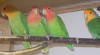 agapornis růžohrdlý 96313_t.jpg