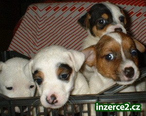 Jack Russell Terrier_1 9638_1.jpg