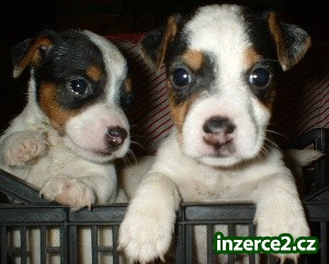 Jack Russell Terrier_2 9638_2.jpg