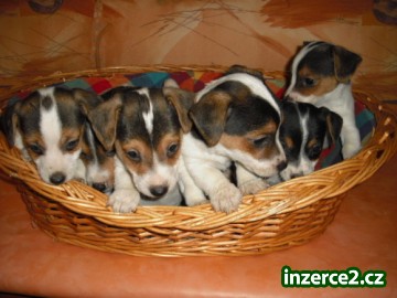 jack russell terier_1 97344_1.jpg