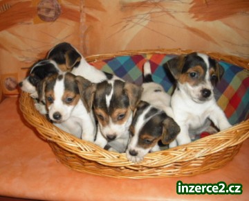 jack russell terier_2 97344_2.jpg