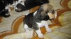 Beagle tricolor 97807_t.jpg