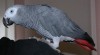 extrémně družný afrických Grey papoušci, 97962_t.jpg