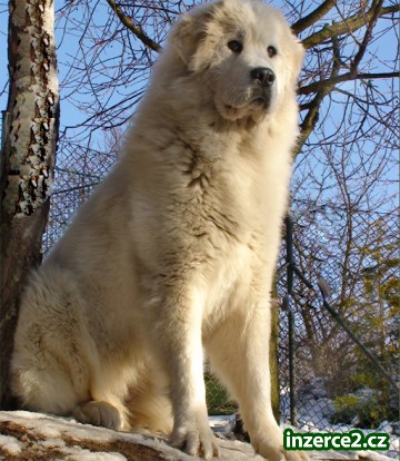 Pyrenejský horský pes k odběru_2 97972_2.jpg
