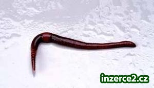 Kalifornské žížaly_1 9827_1.jpg