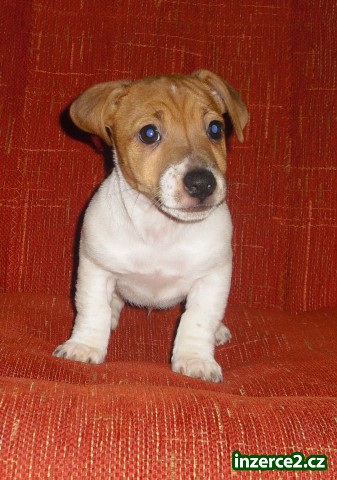 jack russel terier_1 98342_1.jpg