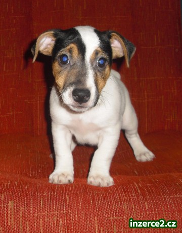 jack russel terier_2 98342_2.jpg