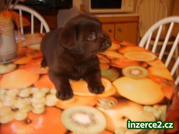 LABRADOR RETRIEVER_1 98748_1.jpg