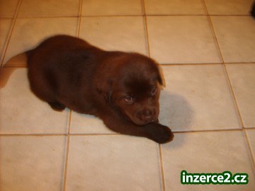 LABRADOR RETRIEVER_2 98748_2.jpg