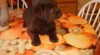 LABRADOR RETRIEVER 98748_t.jpg